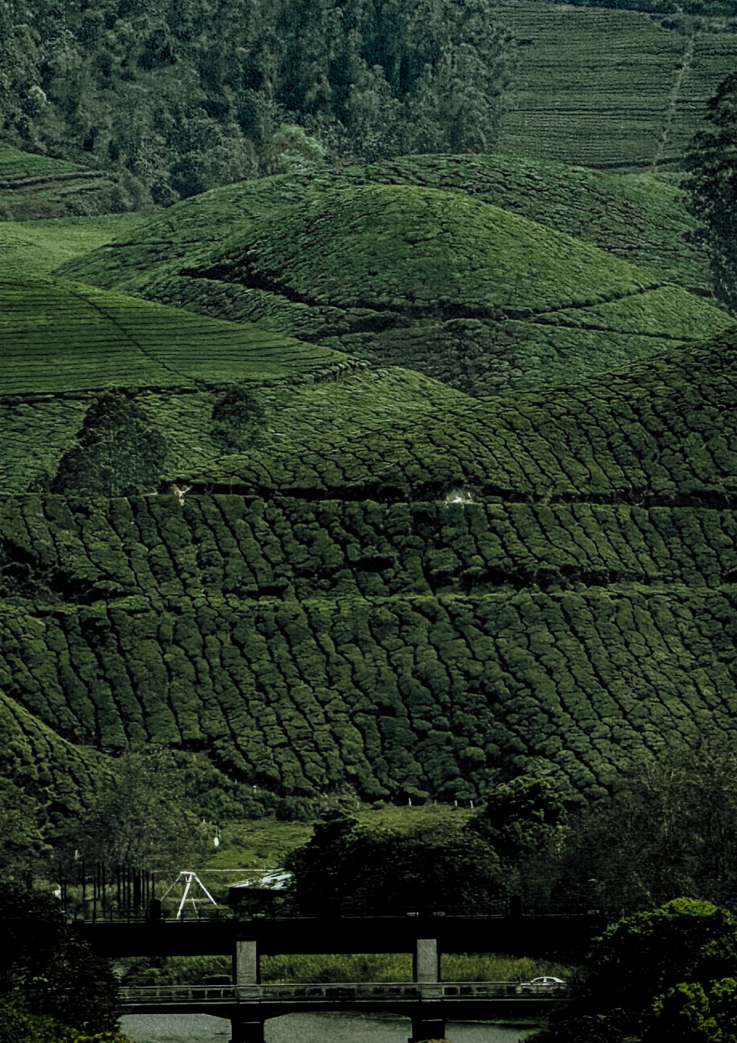 丘陵に広がる茶畑の風景